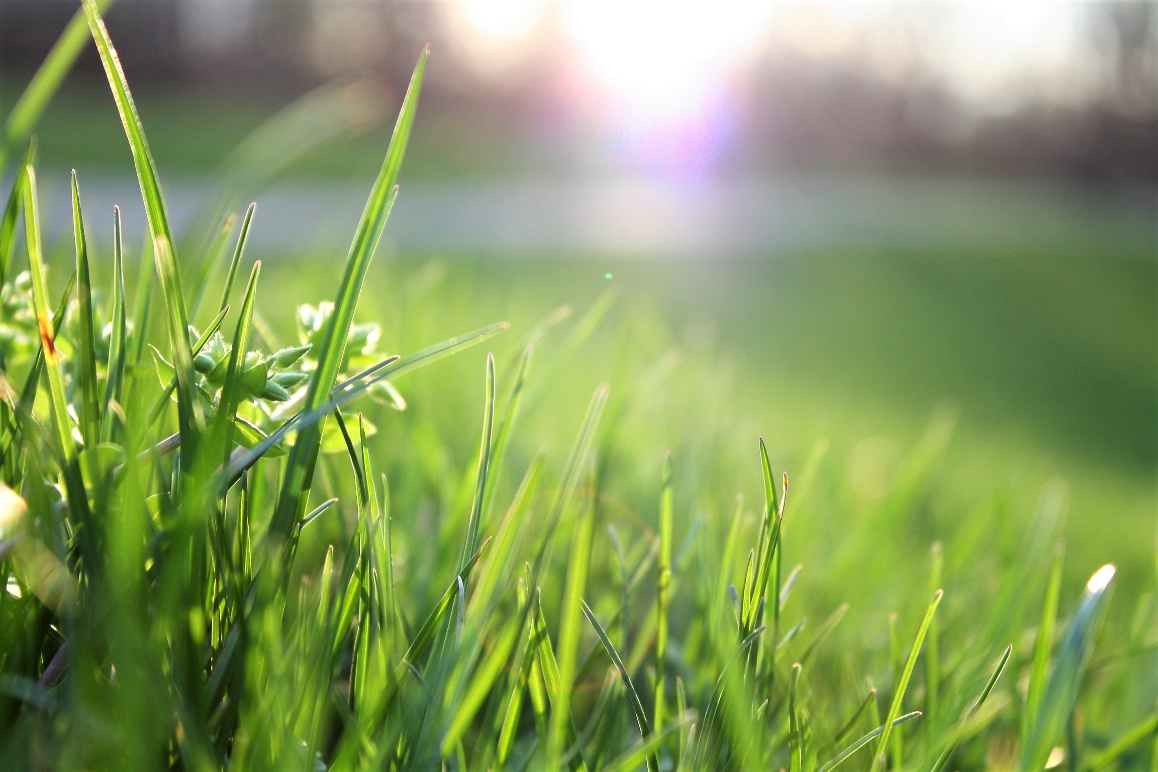 Blades of grass in the sun